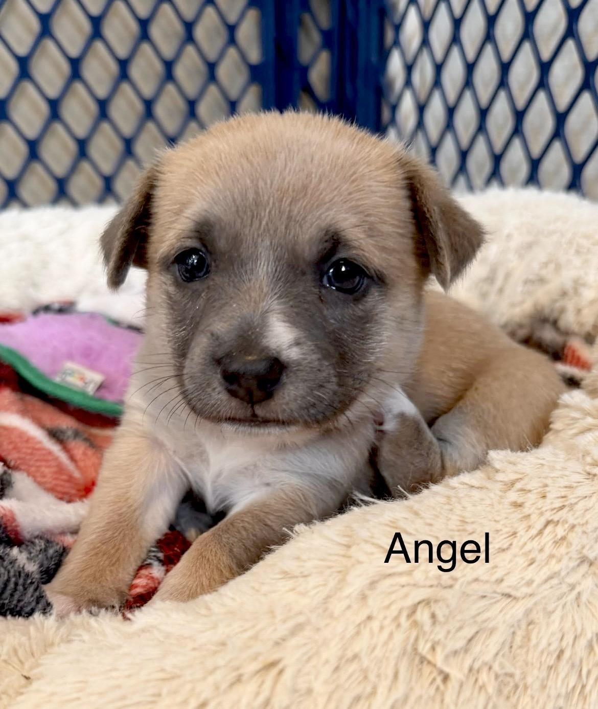 Angel, Adoptable, Puppy Female Chihuahua.