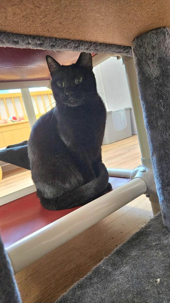 Emmitt, Adoptable, Adult Male Domestic Short Hair.