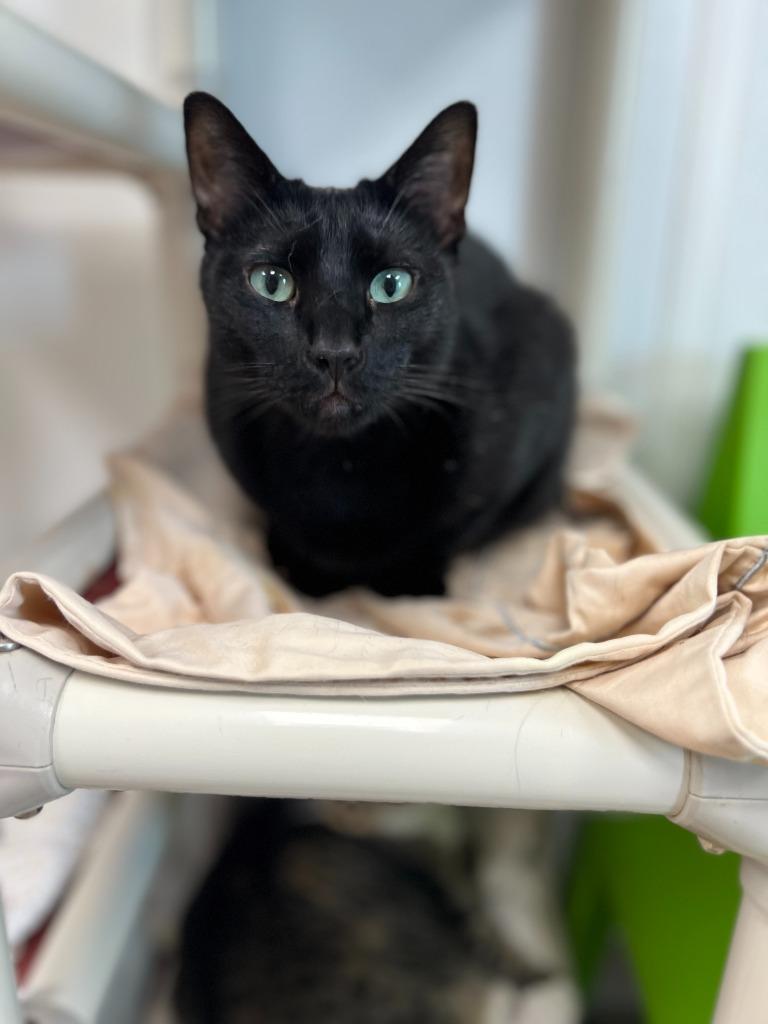 Emmitt, a Adoptable mixed breed in Corpus Christi, TX image 2/5