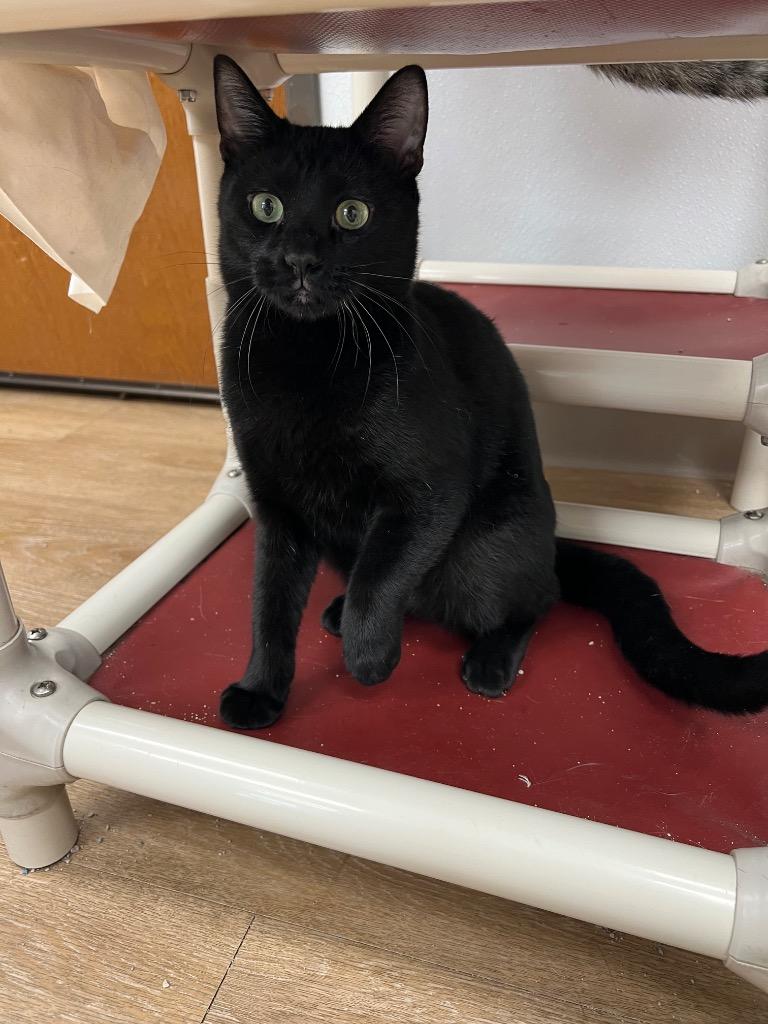 Emmitt, Adoptable, Adult Male Domestic Short Hair.