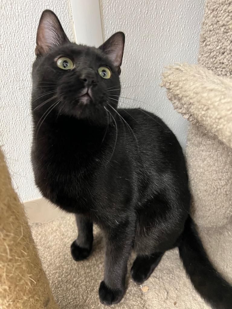 Emmitt, a Adoptable mixed breed in Corpus Christi, TX image 4/5