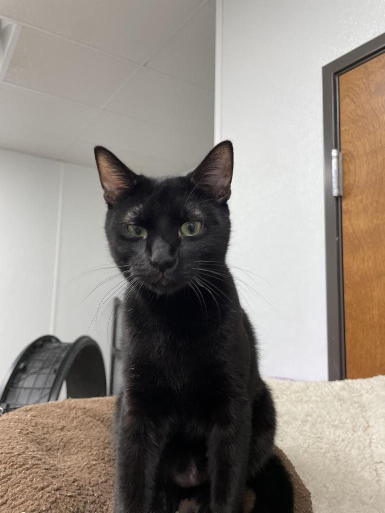 Emmitt, a Adoptable mixed breed in Corpus Christi, TX image 5/5