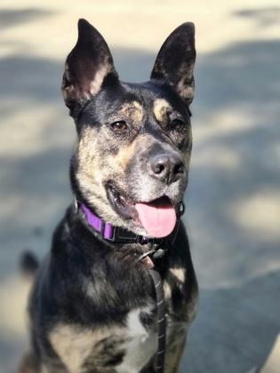 Bella, ADOPTABLE, Adult Female German Shepherd Dog.