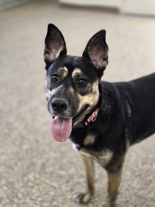 Enlarge Bella, a ADOPTABLE mixed breed in Nashua, NH image 2/3