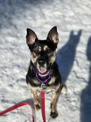 Enlarge Bella, a ADOPTABLE mixed breed in Nashua, NH image 1/3