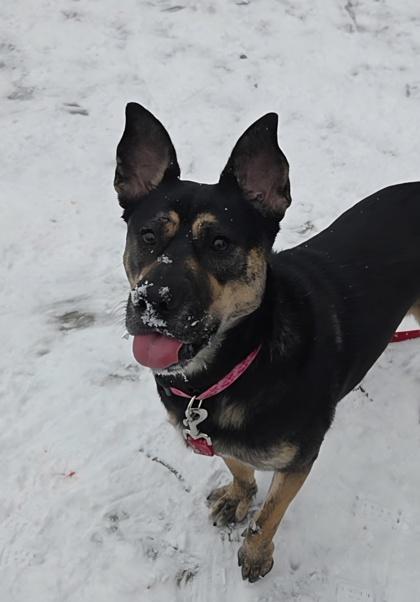Enlarge Bella, a ADOPTABLE mixed breed in Nashua, NH image 3/3