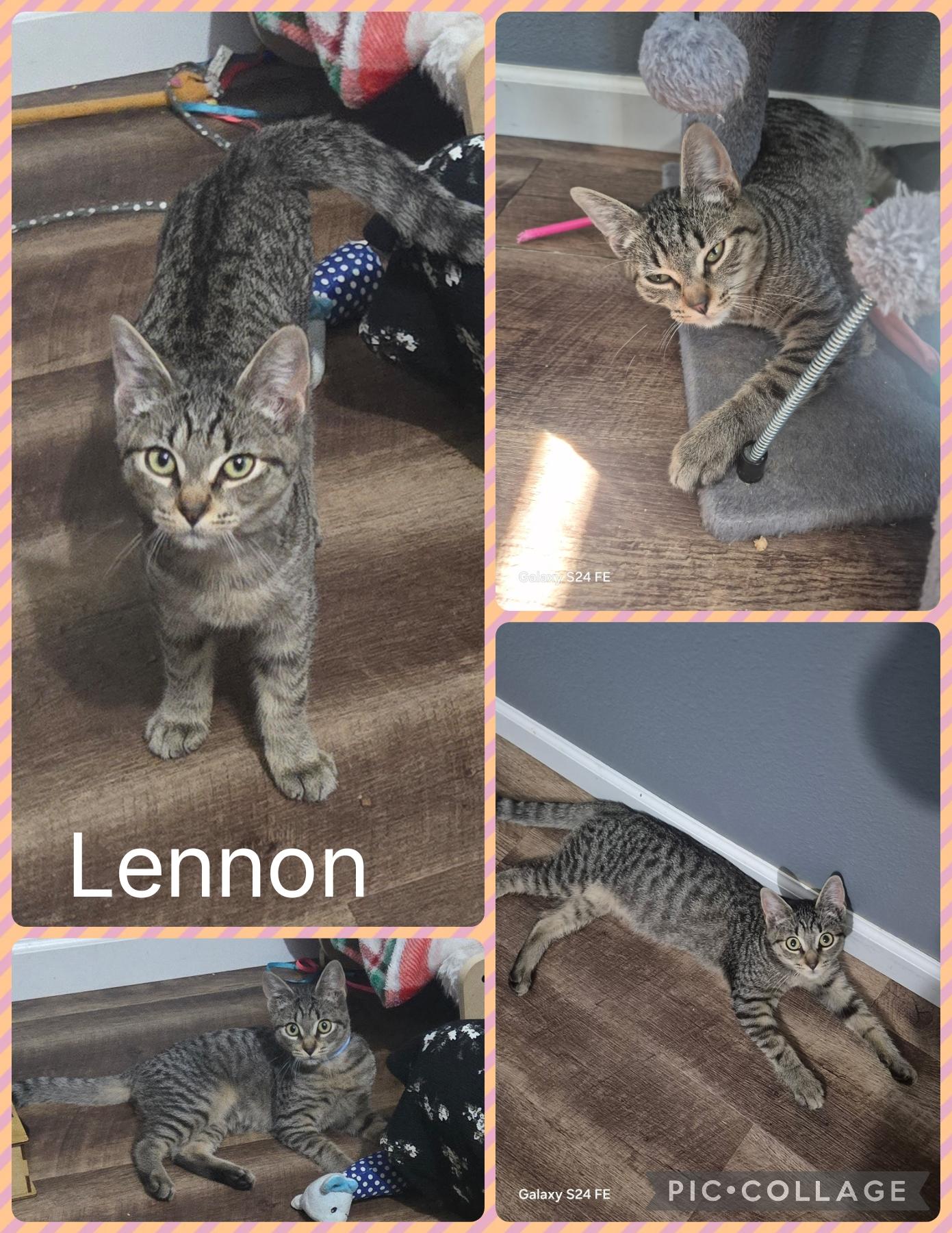 Enlarge Lennon, a Adoptable Domestic Short Hair in Newberg, OR image 1/1