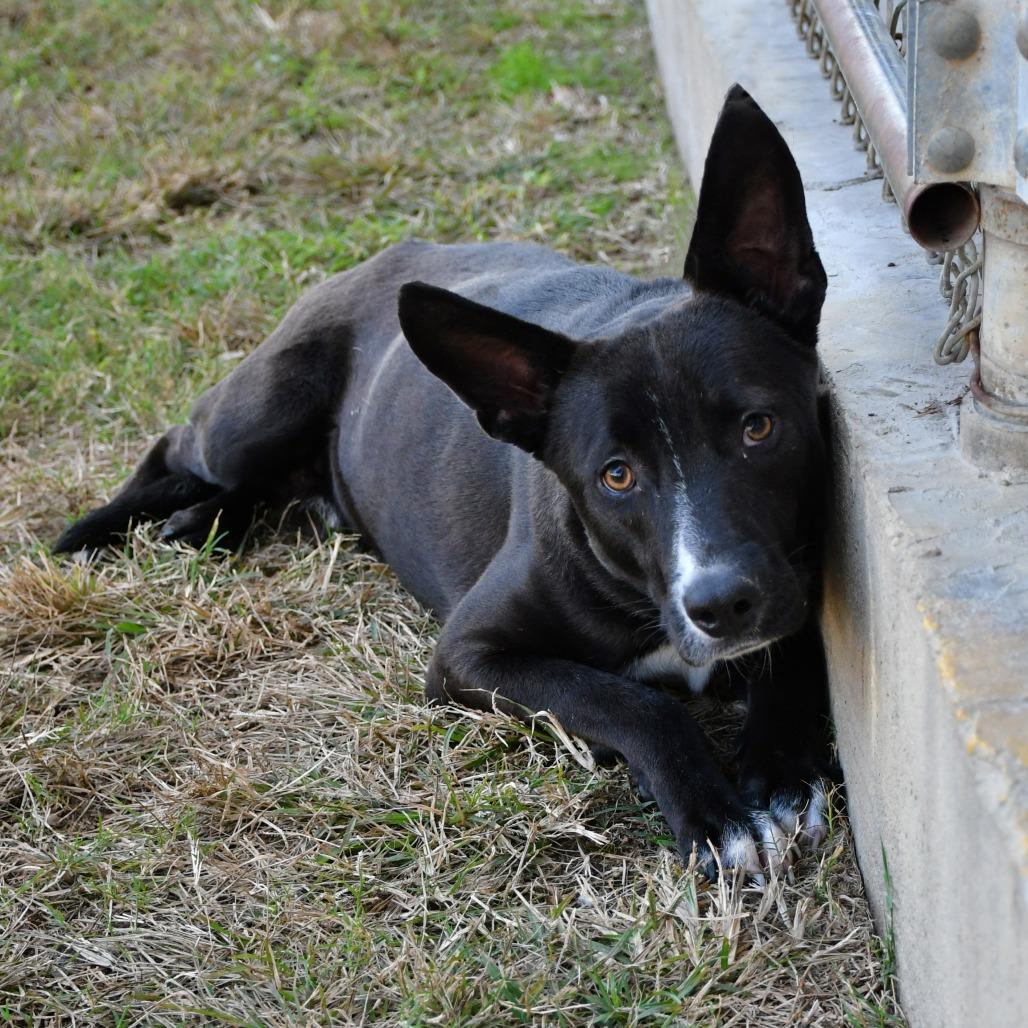 Roger Doger, Adoptable, Adult Male Black Labrador Retriever.