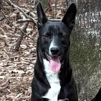 Enlarge Roger Doger, a Adoptable Black Labrador Retriever in Beaumont, TX image 2/3