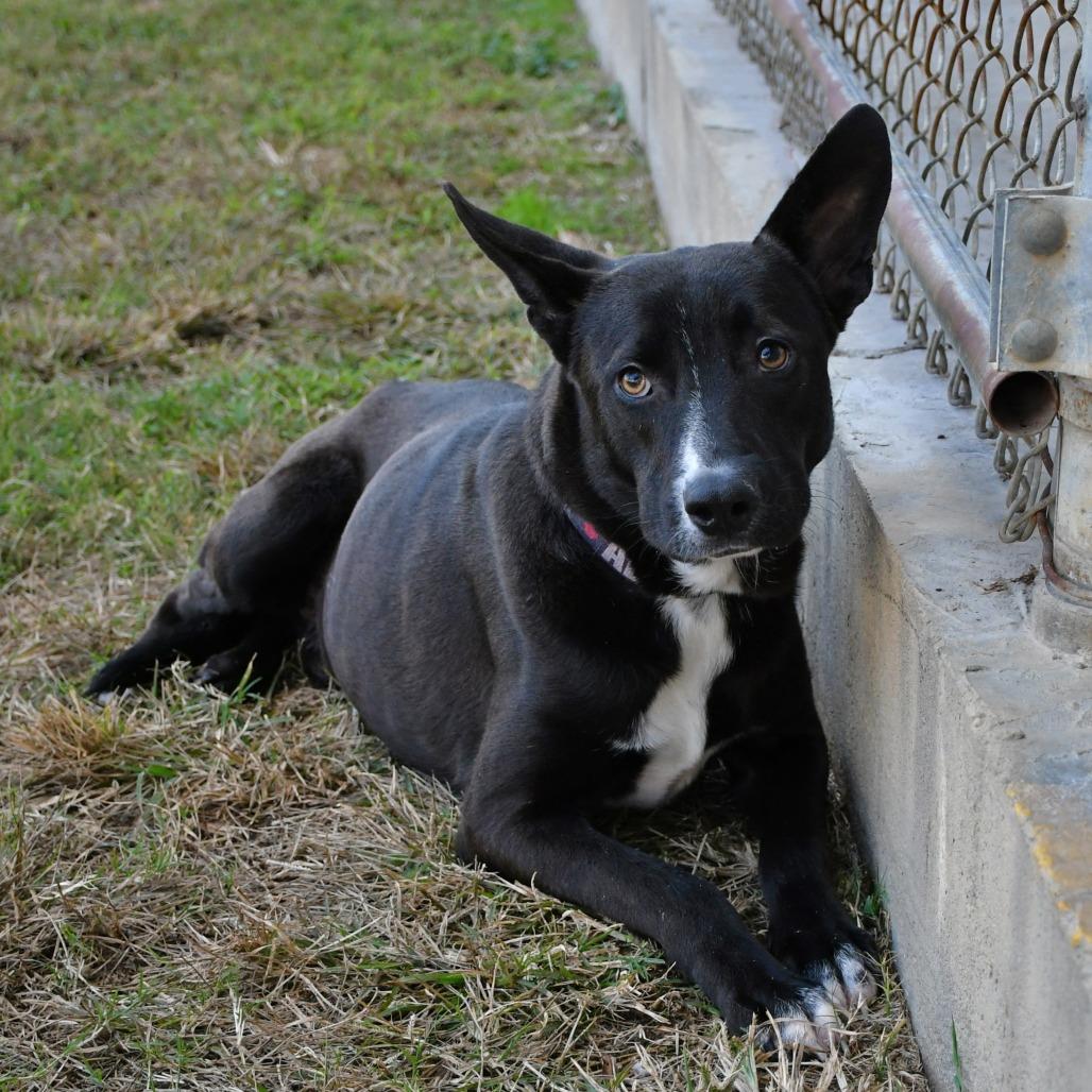 Enlarge Roger Doger, a Adoptable Black Labrador Retriever in Beaumont, TX image 3/3