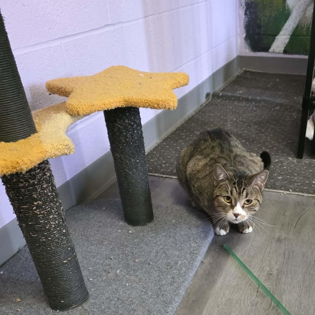 Enlarge Alto, a ADOPTABLE Tiger in Fulton, NY image 2/4