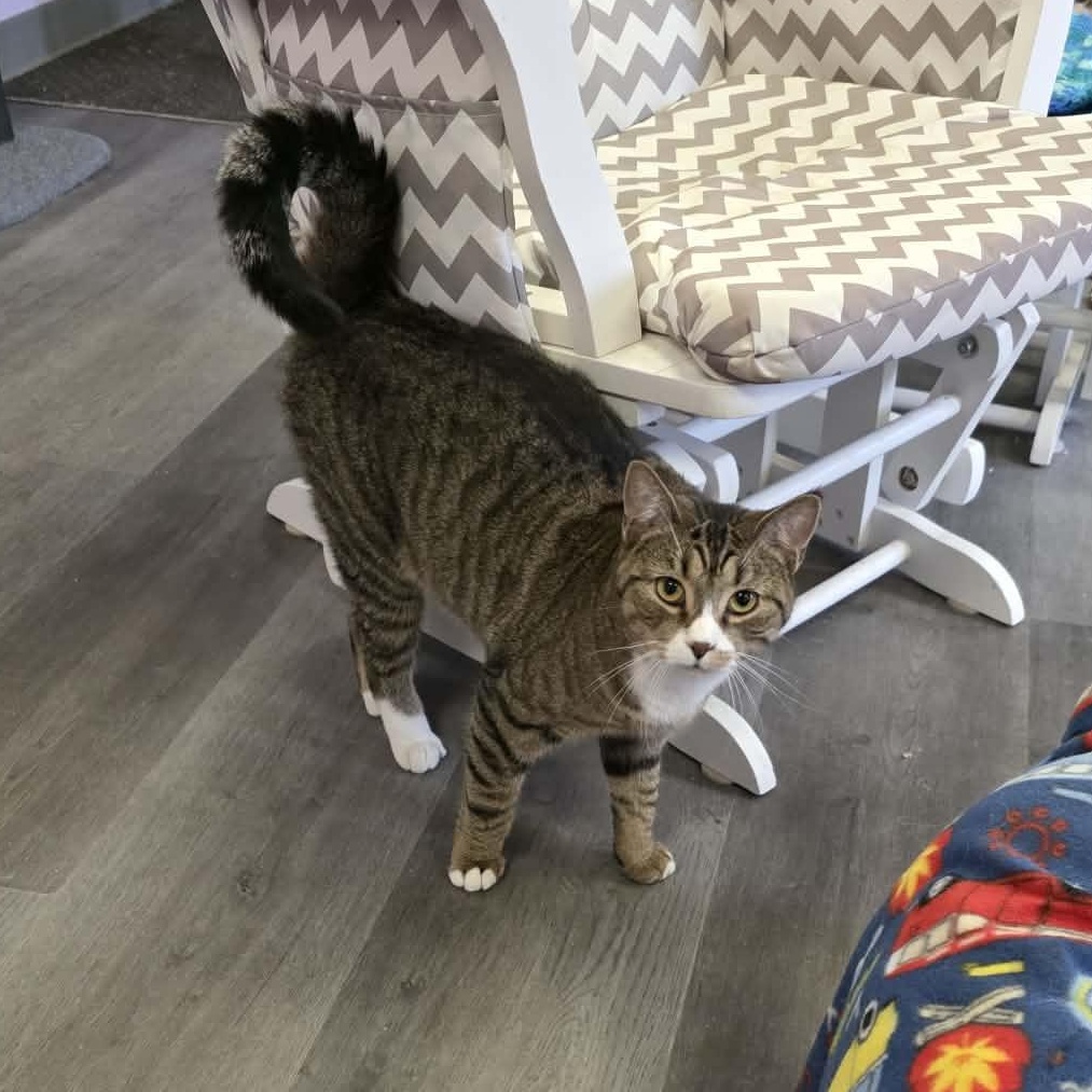 Enlarge Alto, a ADOPTABLE Tiger in Fulton, NY image 3/4