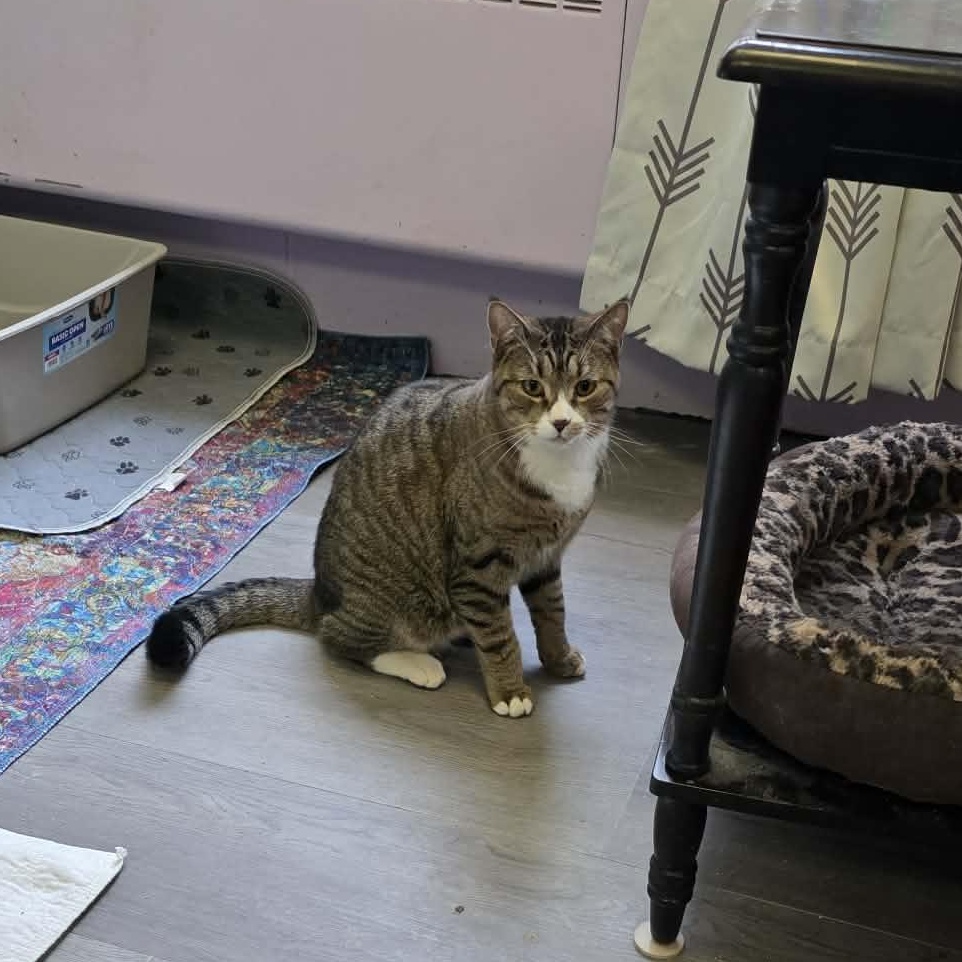 Enlarge Alto, a ADOPTABLE Tiger in Fulton, NY image 4/4