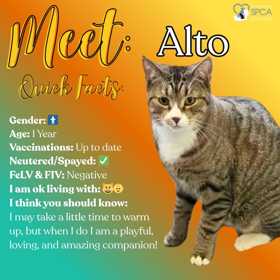Enlarge Alto, a ADOPTABLE Tiger in Fulton, NY image 1/4