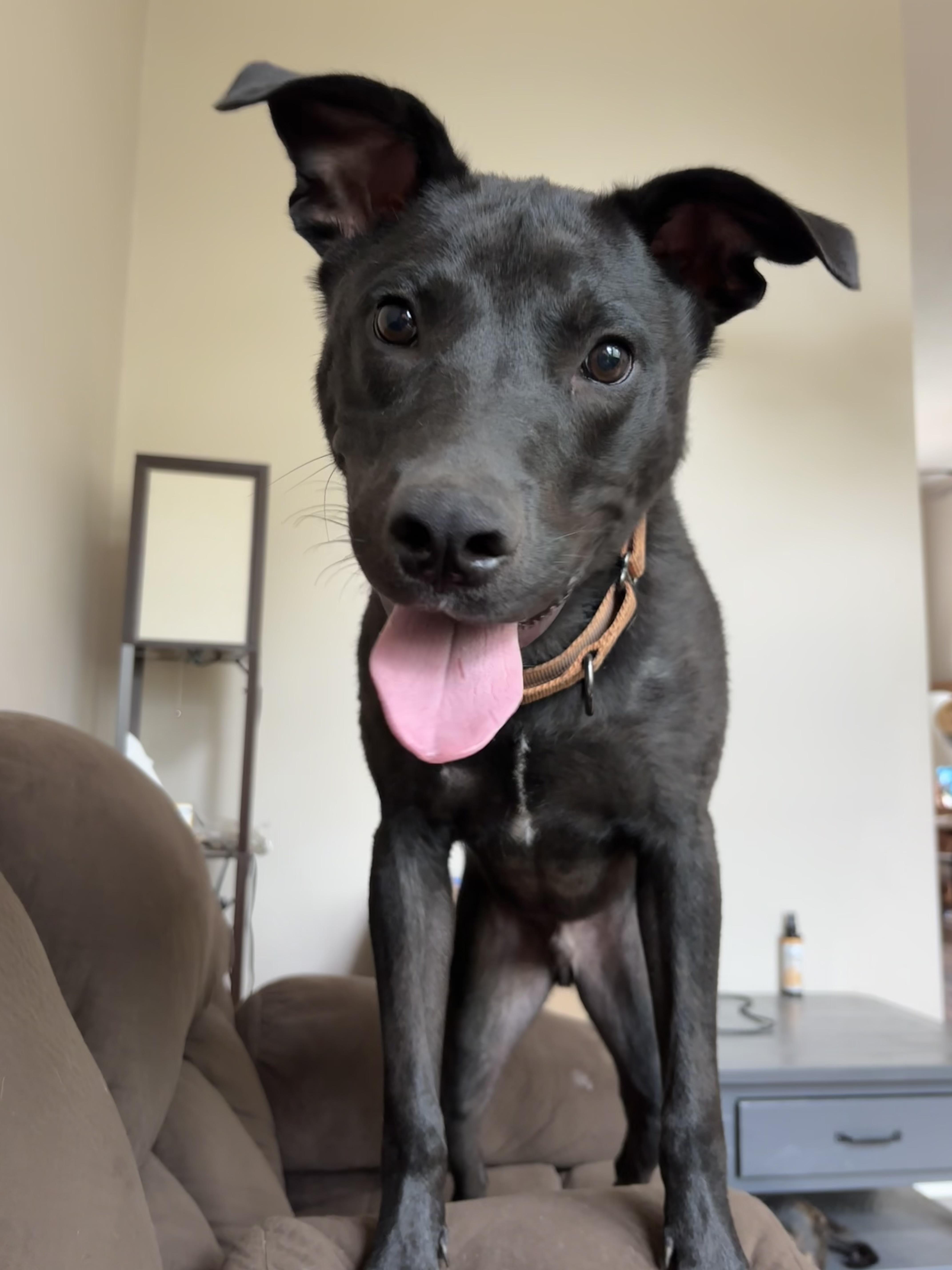 Jesse, Young Male Black Labrador Retriever