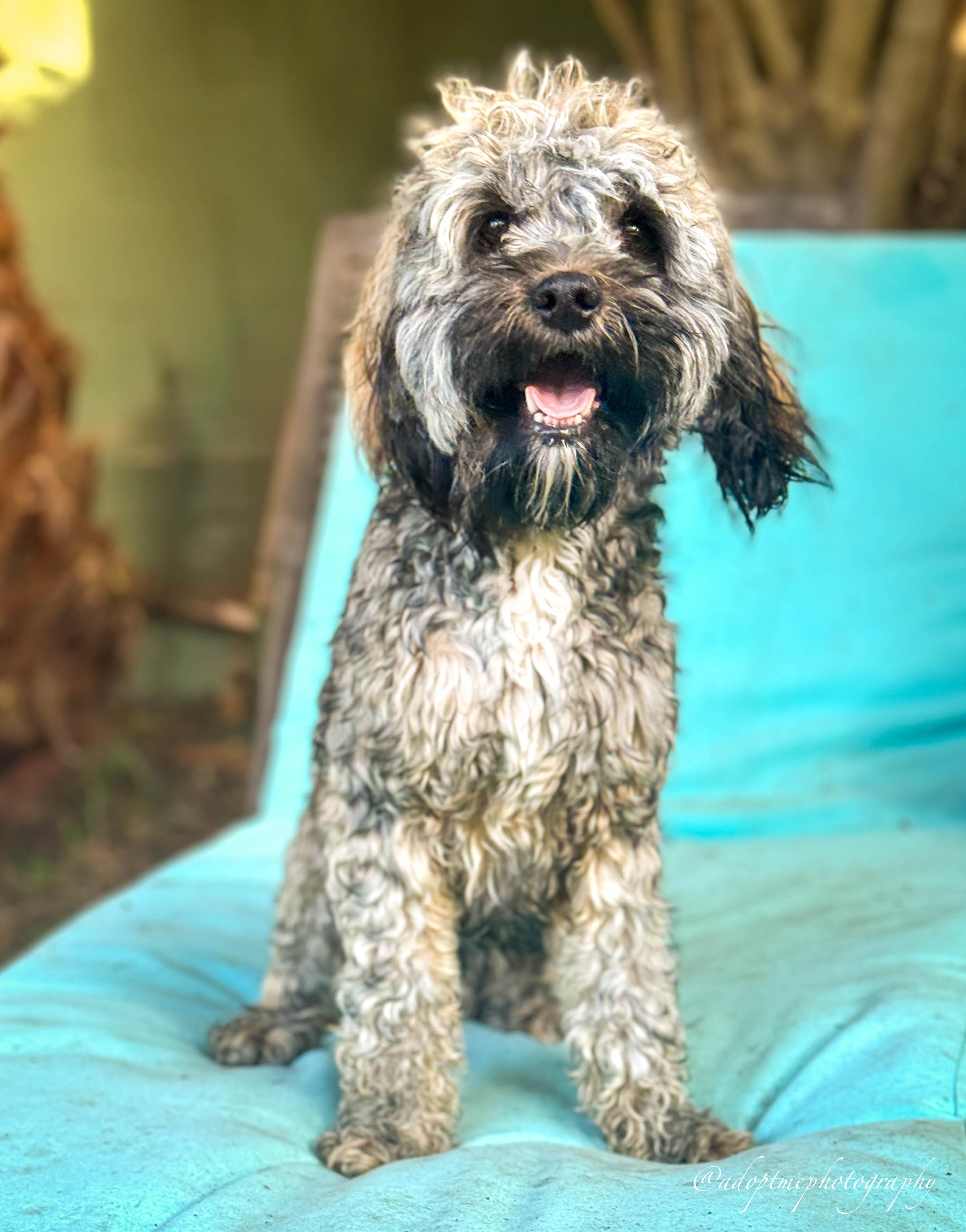 Enlarge Brownie Boy, a ADOPTABLE Cockapoo in Torrance, CA image 2/4