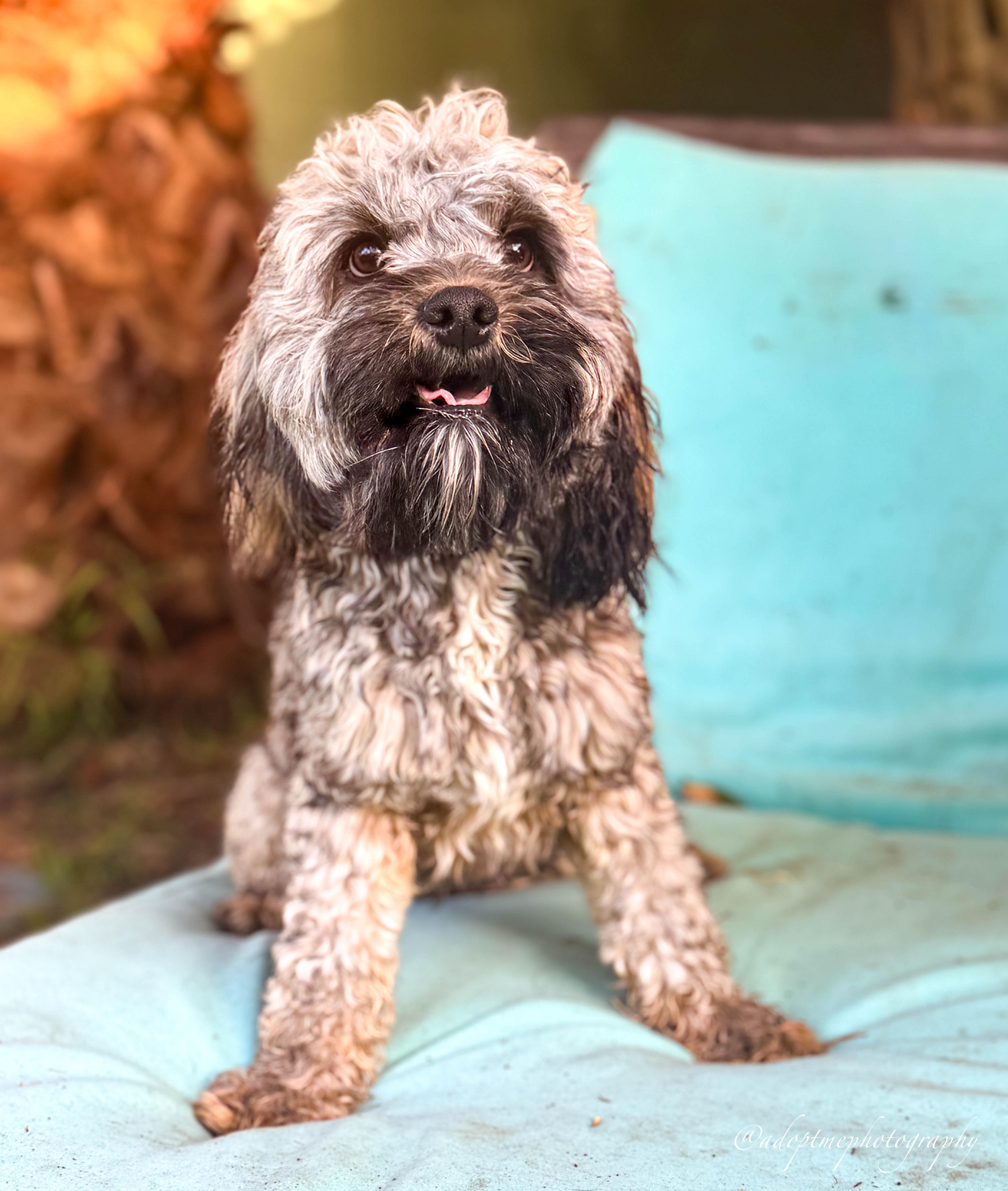 Enlarge Brownie Boy, a ADOPTABLE Cockapoo in Torrance, CA image 3/4