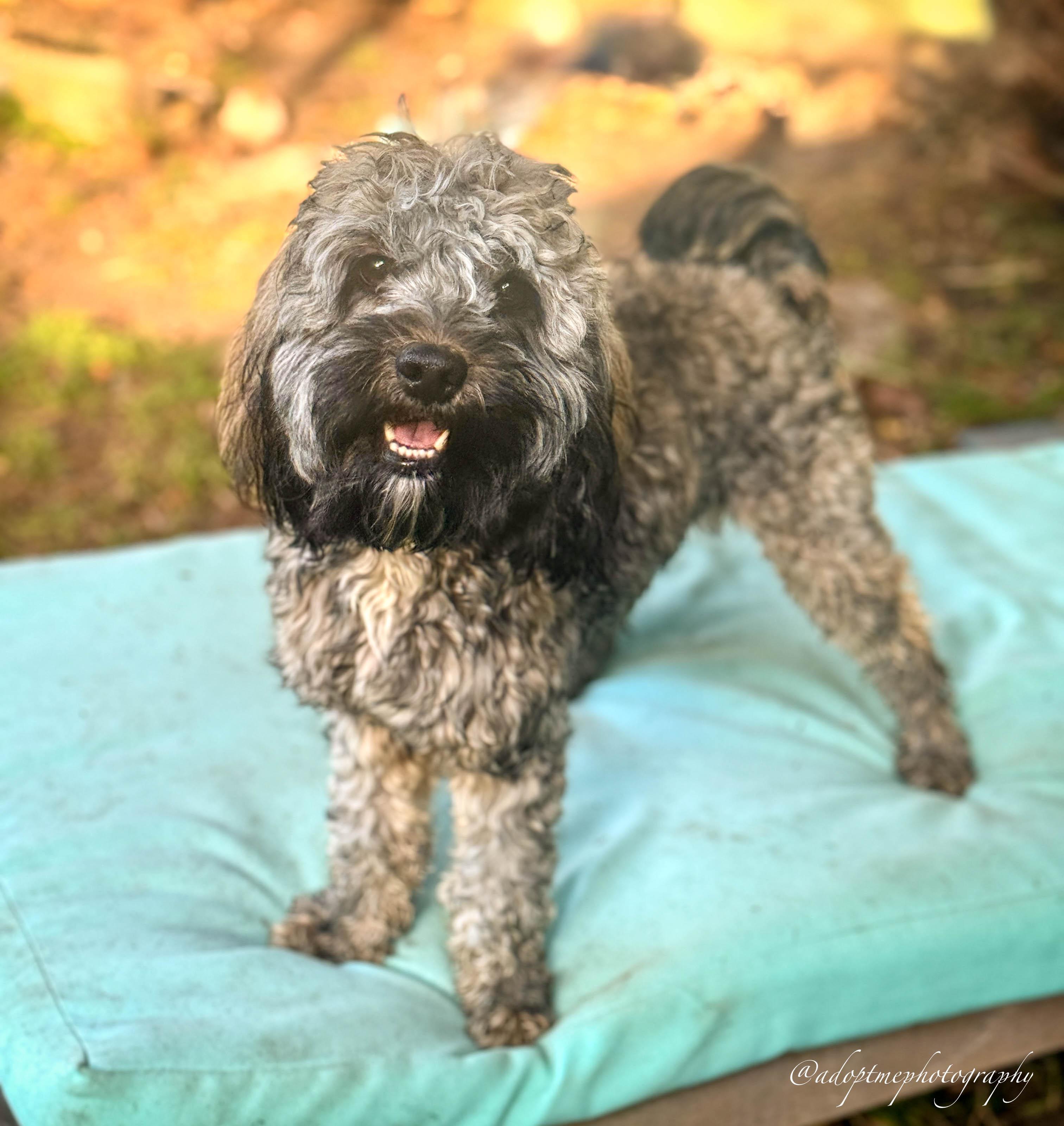 Brownie Boy, ADOPTABLE, Young Male Cockapoo.