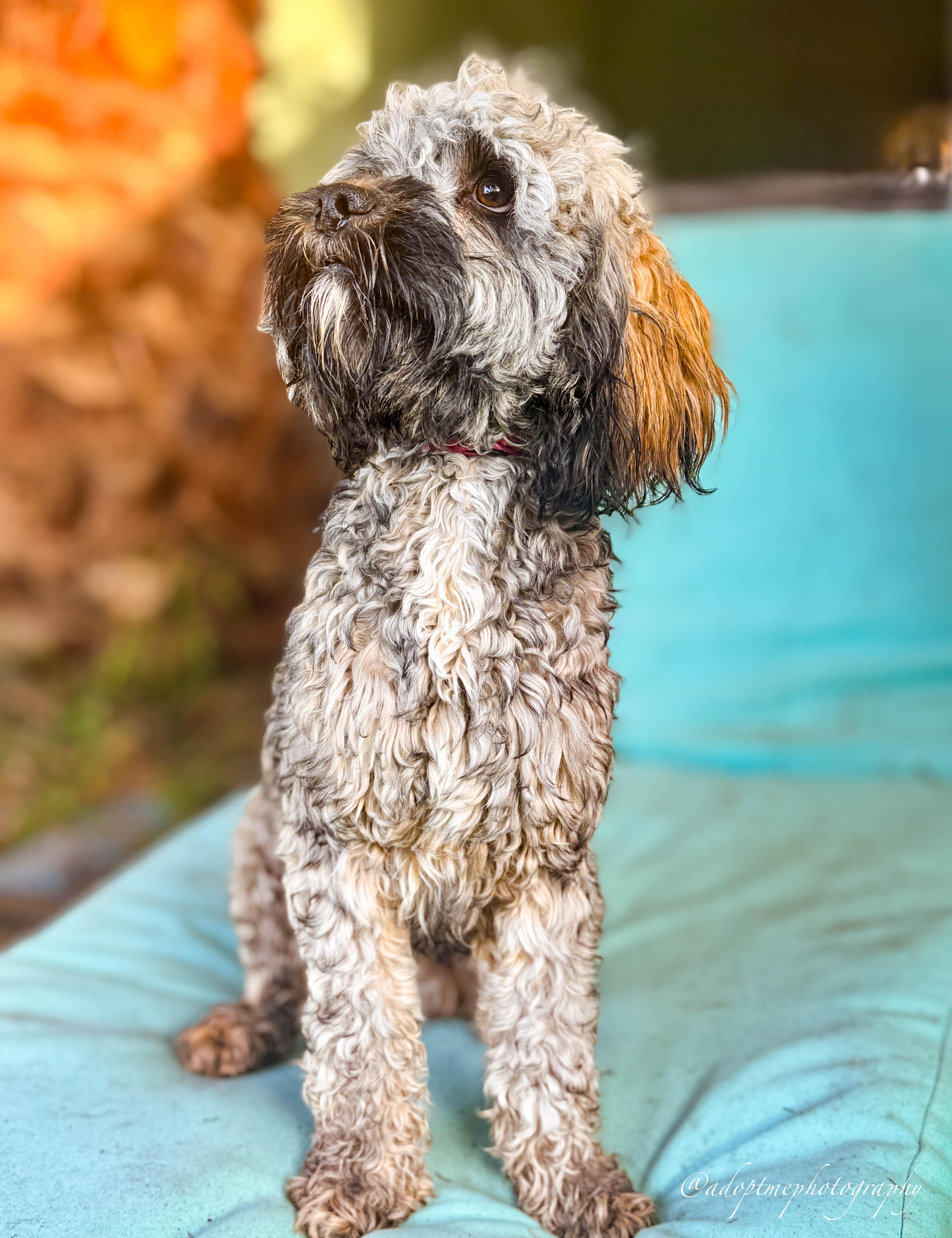 Enlarge Brownie Boy, a ADOPTABLE Cockapoo in Torrance, CA image 4/4
