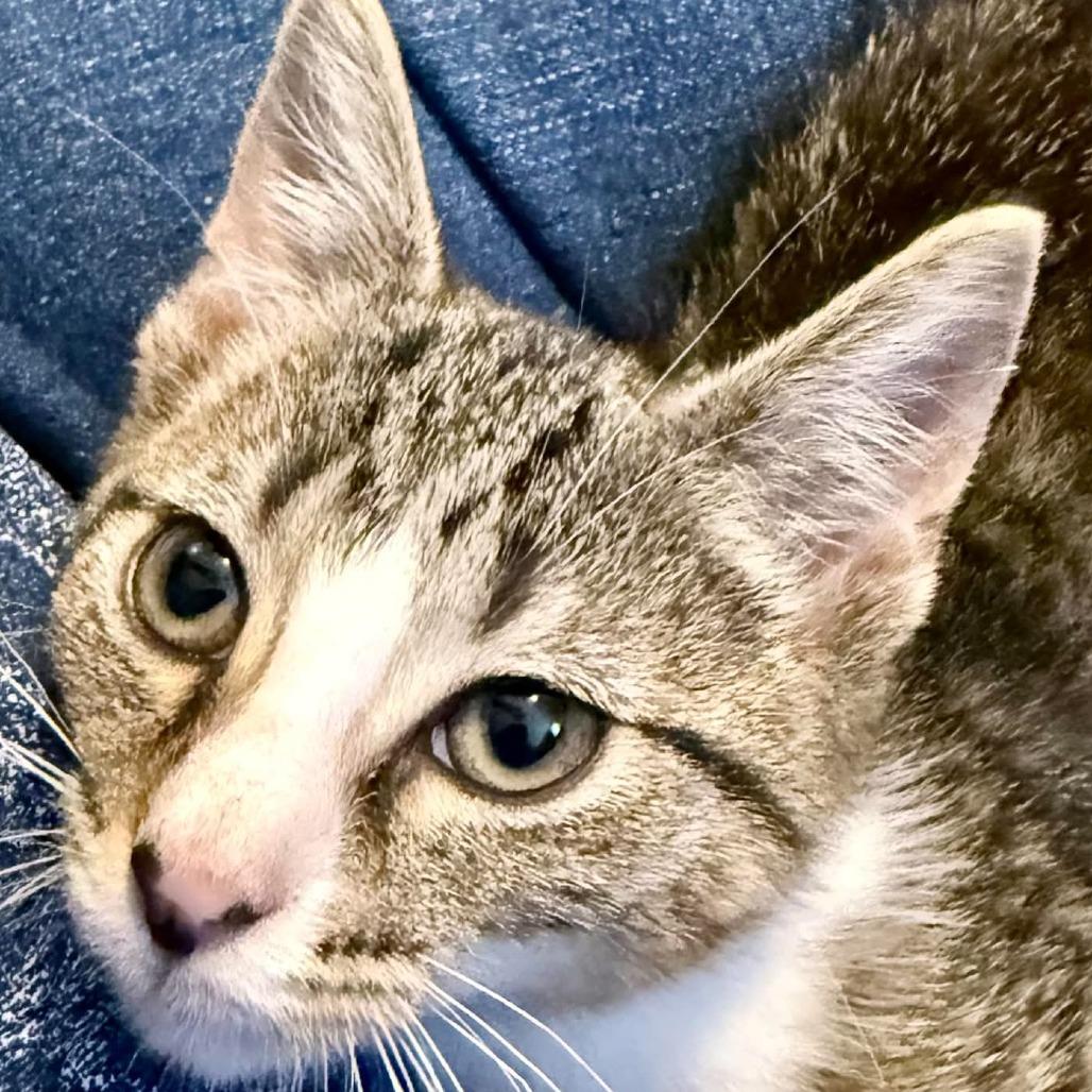 Mitzy, Adoptable, Kitten Female Domestic Short Hair.