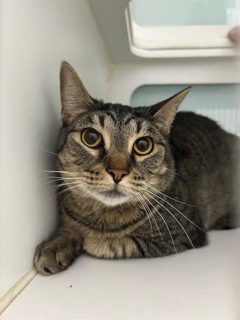 Enlarge Chiefette***@ Whisker Room Cafe***, a Adoptable Domestic Short Hair in Muskegon, MI image 1/2