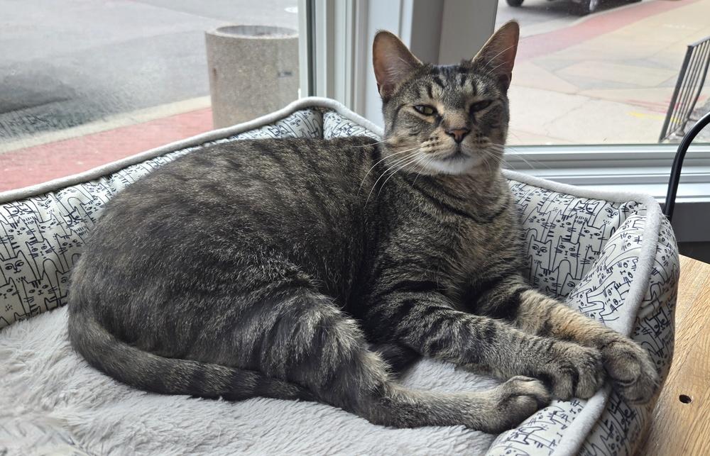 Enlarge Chiefette***@The Whisker Room Cafe***, a Adoptable Domestic Short Hair in Muskegon, MI image 1/2