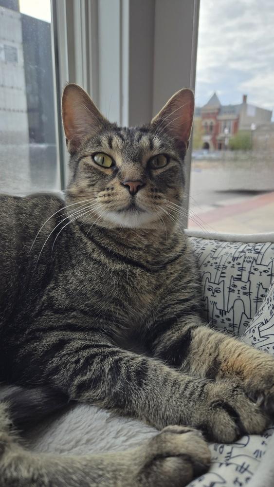 Enlarge Chiefette***@The Whisker Room Cafe***, a Adoptable Domestic Short Hair in Muskegon, MI image 2/2