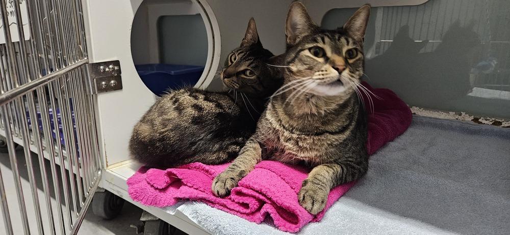 Enlarge Chiefette***@ Whisker Room Cafe***, a Adoptable Domestic Short Hair in Muskegon, MI image 2/2