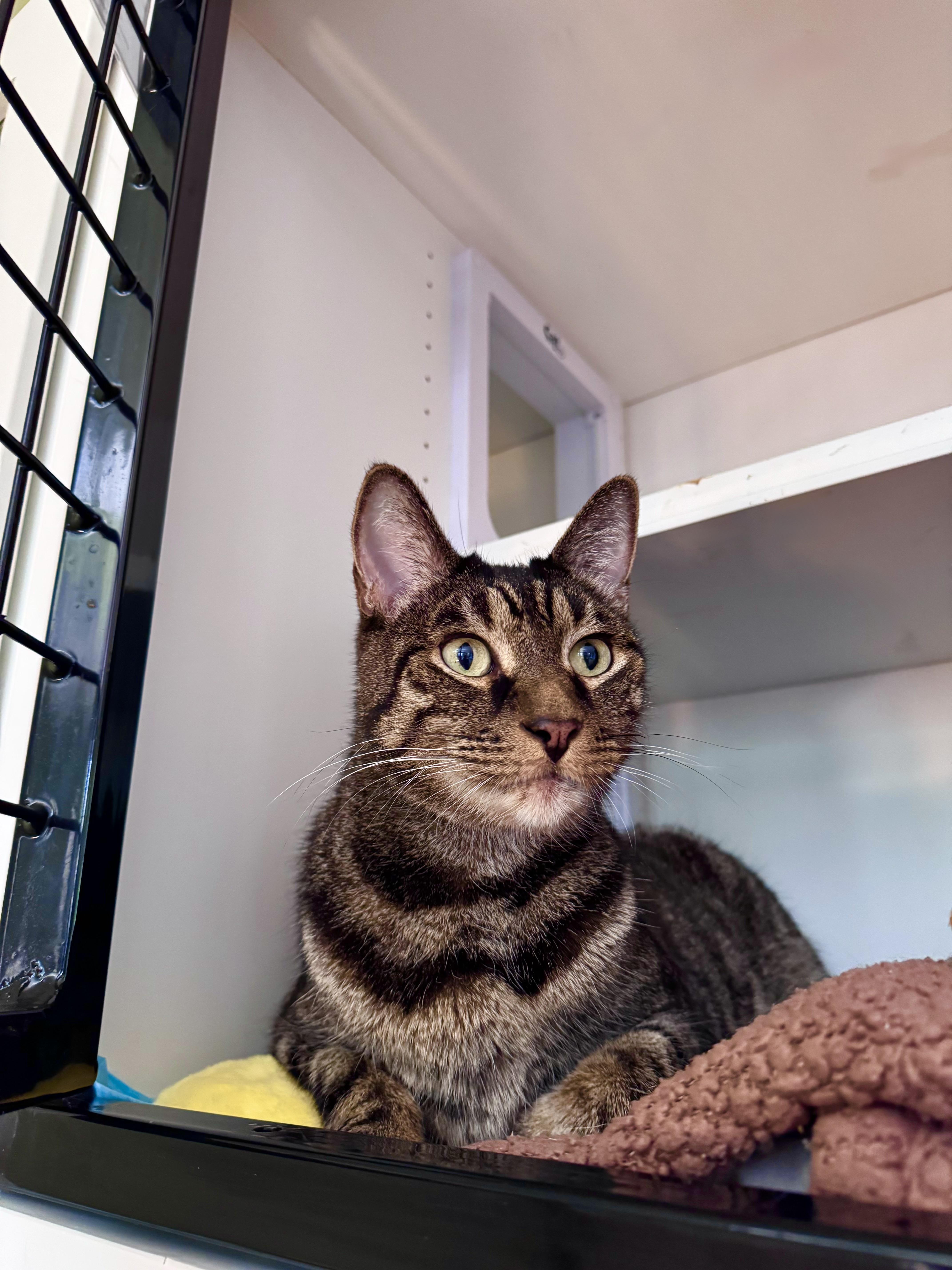 Enlarge Bronco, a Adoptable Domestic Short Hair in Ramsey, NJ image 2/6