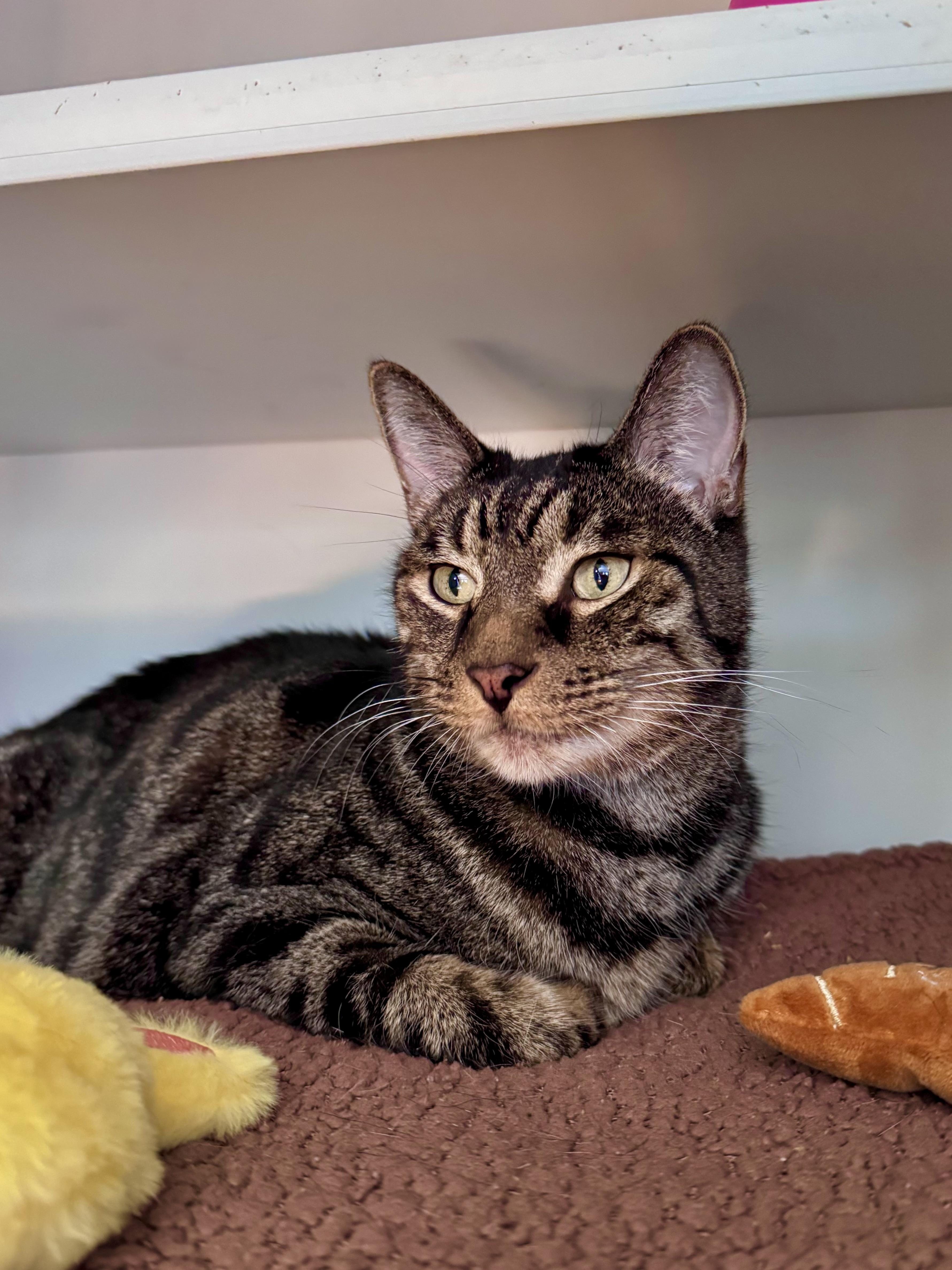 Enlarge Bronco, a Adoptable Domestic Short Hair in Ramsey, NJ image 1/6