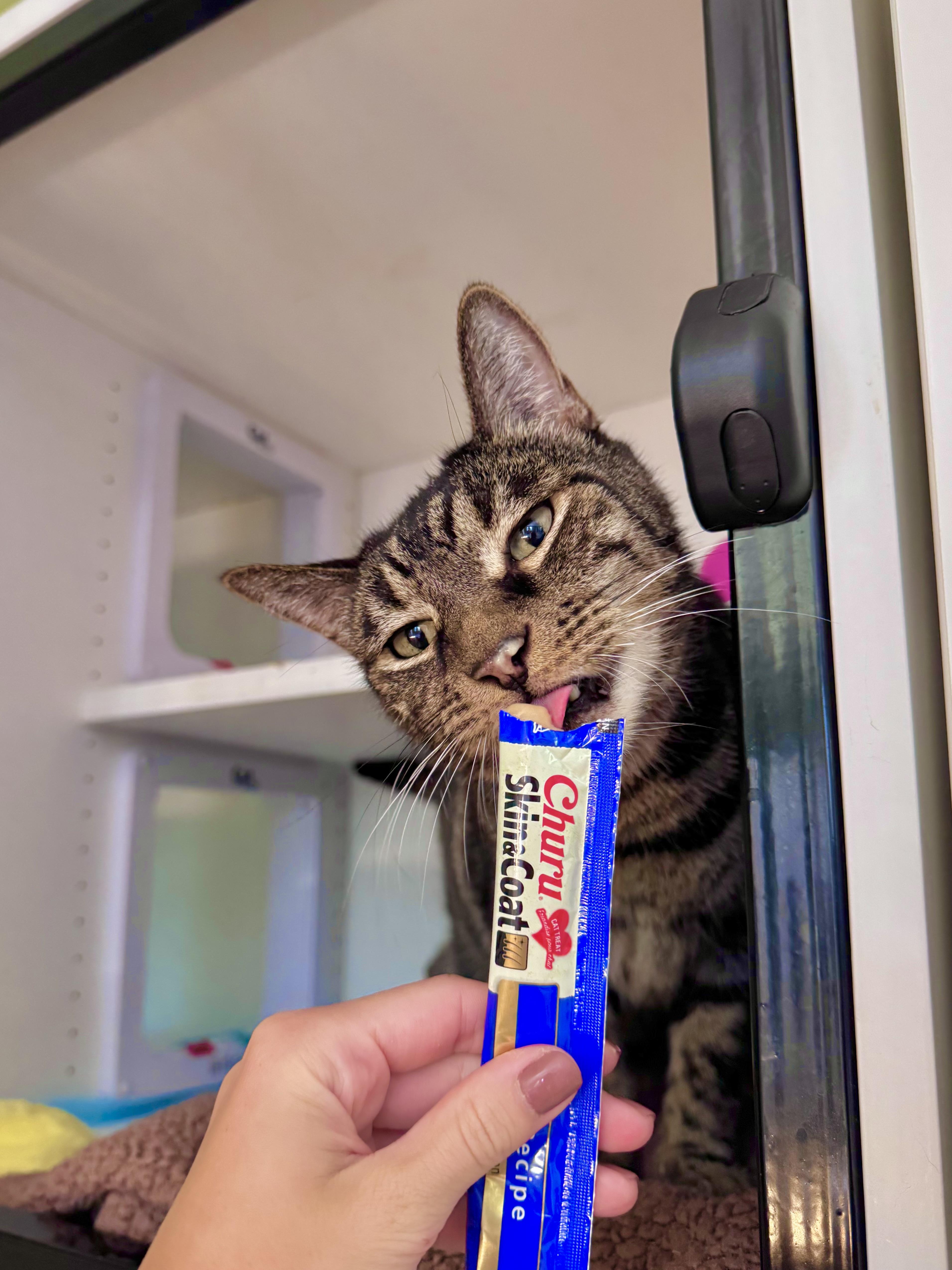 Enlarge Bronco, a Adoptable Domestic Short Hair in Ramsey, NJ image 4/6