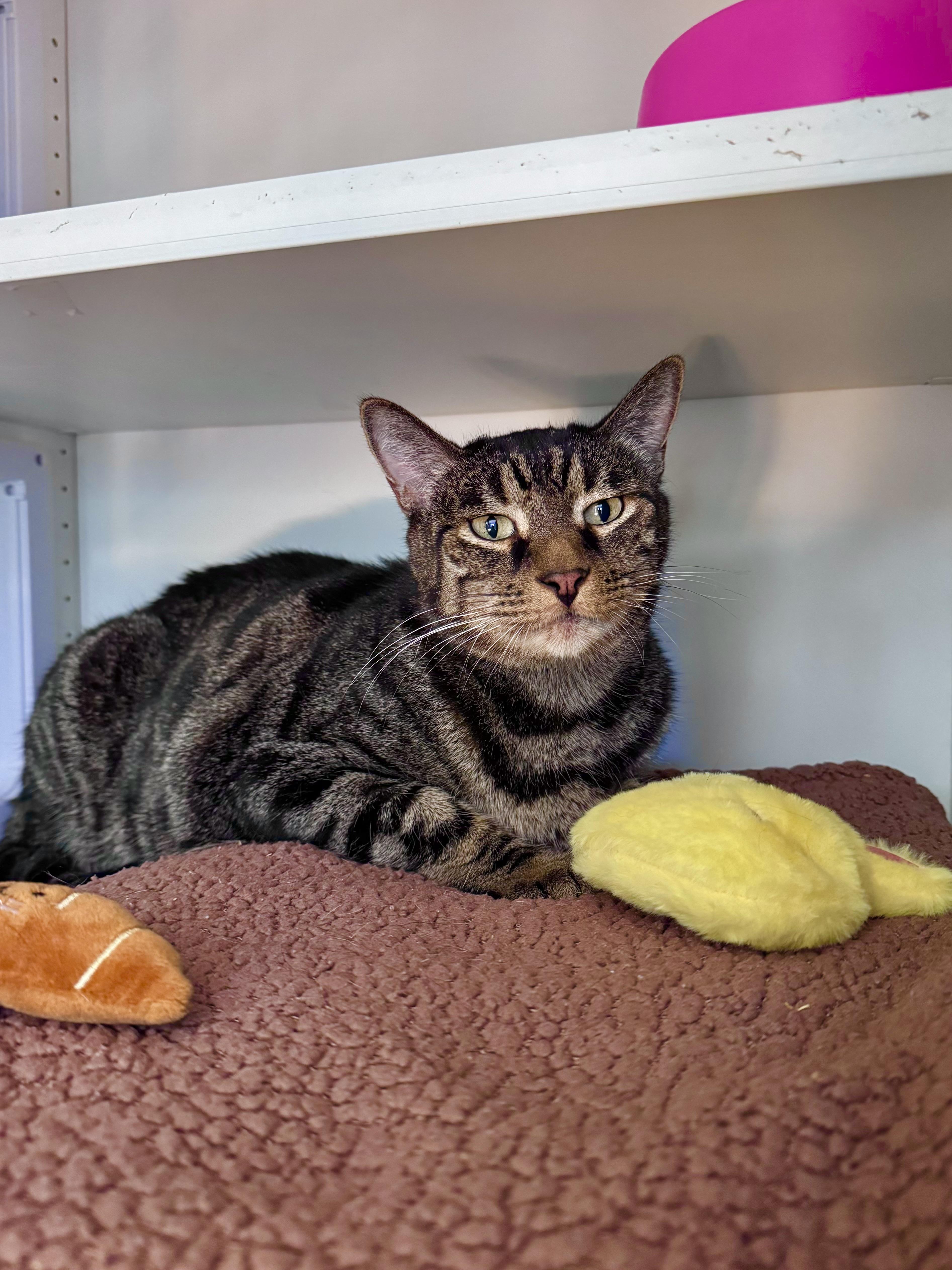 Enlarge Bronco, a Adoptable Domestic Short Hair in Ramsey, NJ image 3/6