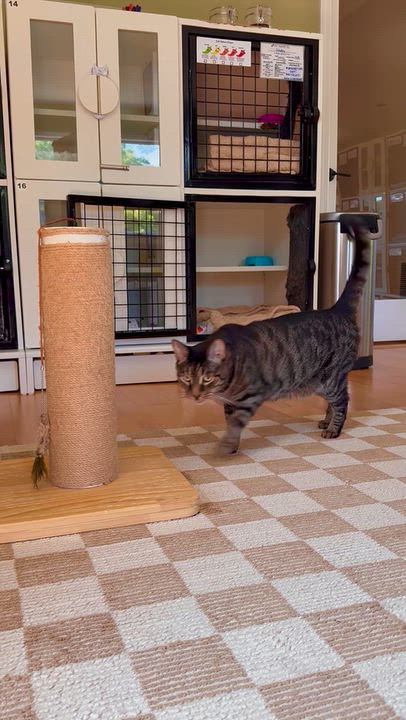 Enlarge Bronco, a Adoptable Domestic Short Hair in Ramsey, NJ video 6/6