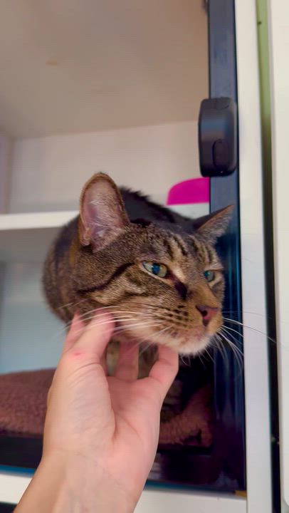Enlarge Bronco, a Adoptable Domestic Short Hair in Ramsey, NJ video 5/6