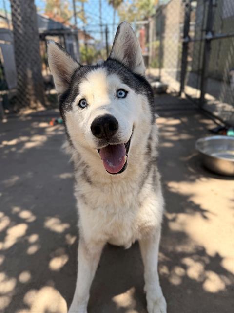 TROOPER, Adoptable, Adult Male Husky.