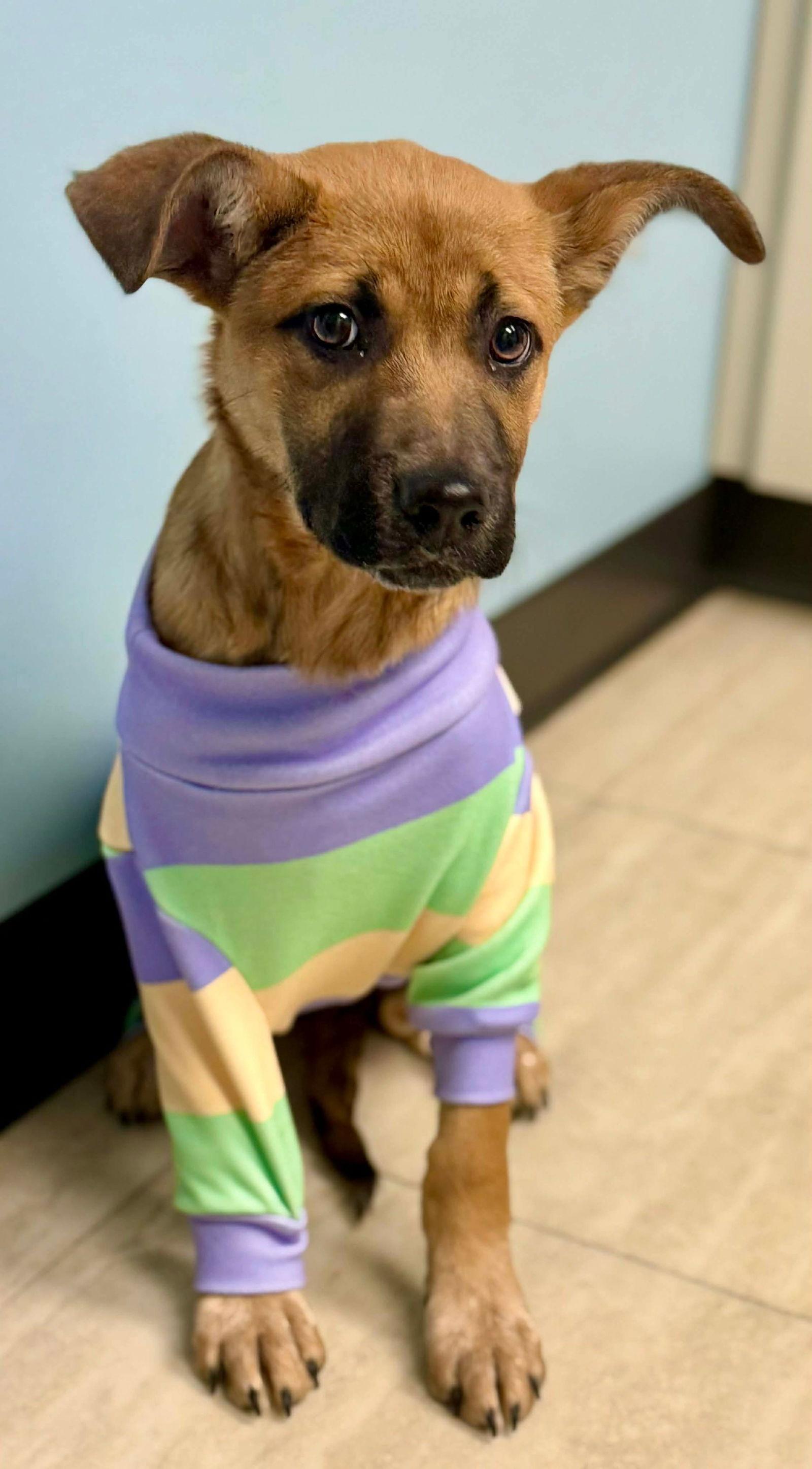 Mashie — thumbnail 2