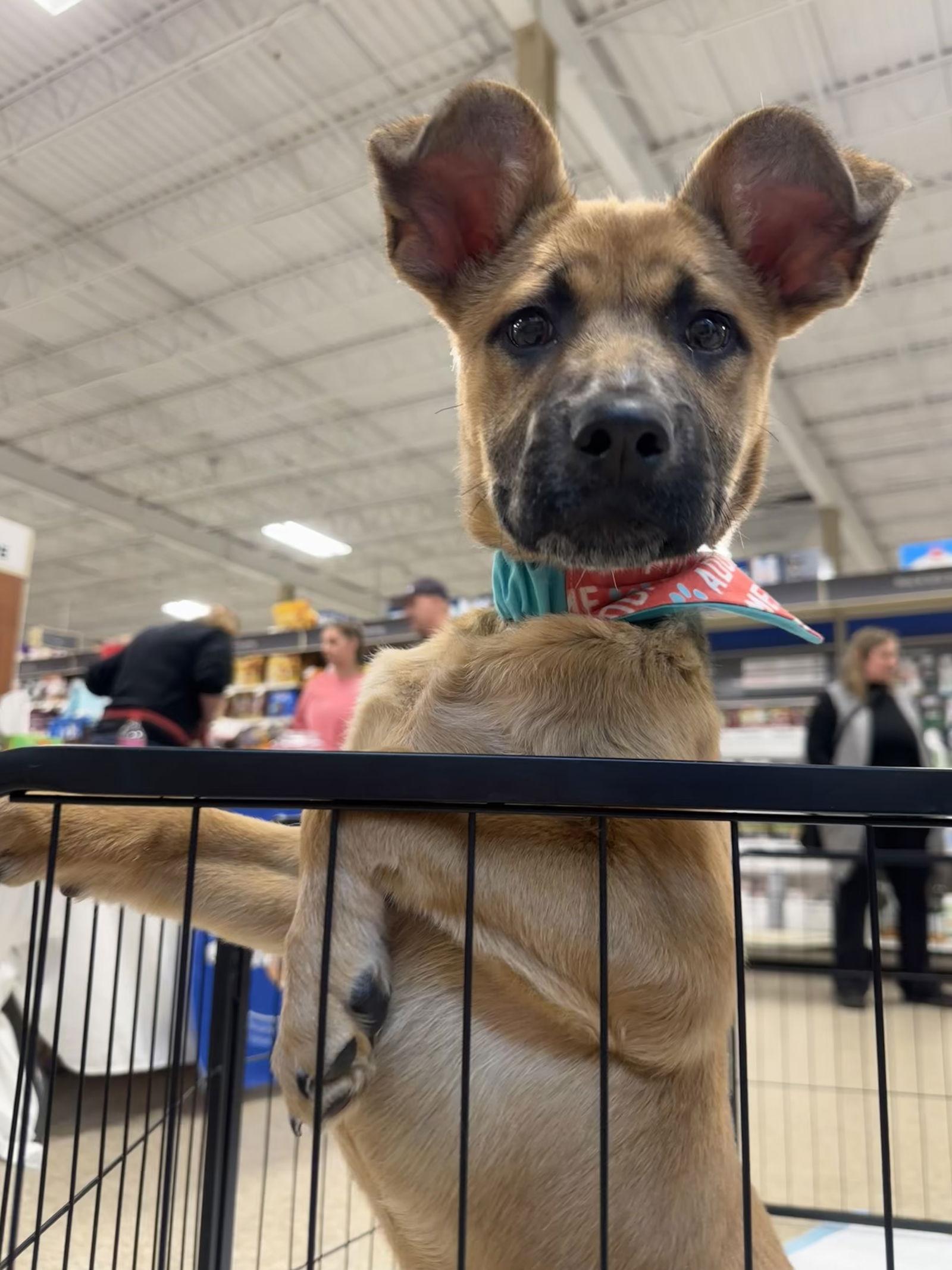 Mashie — thumbnail 3