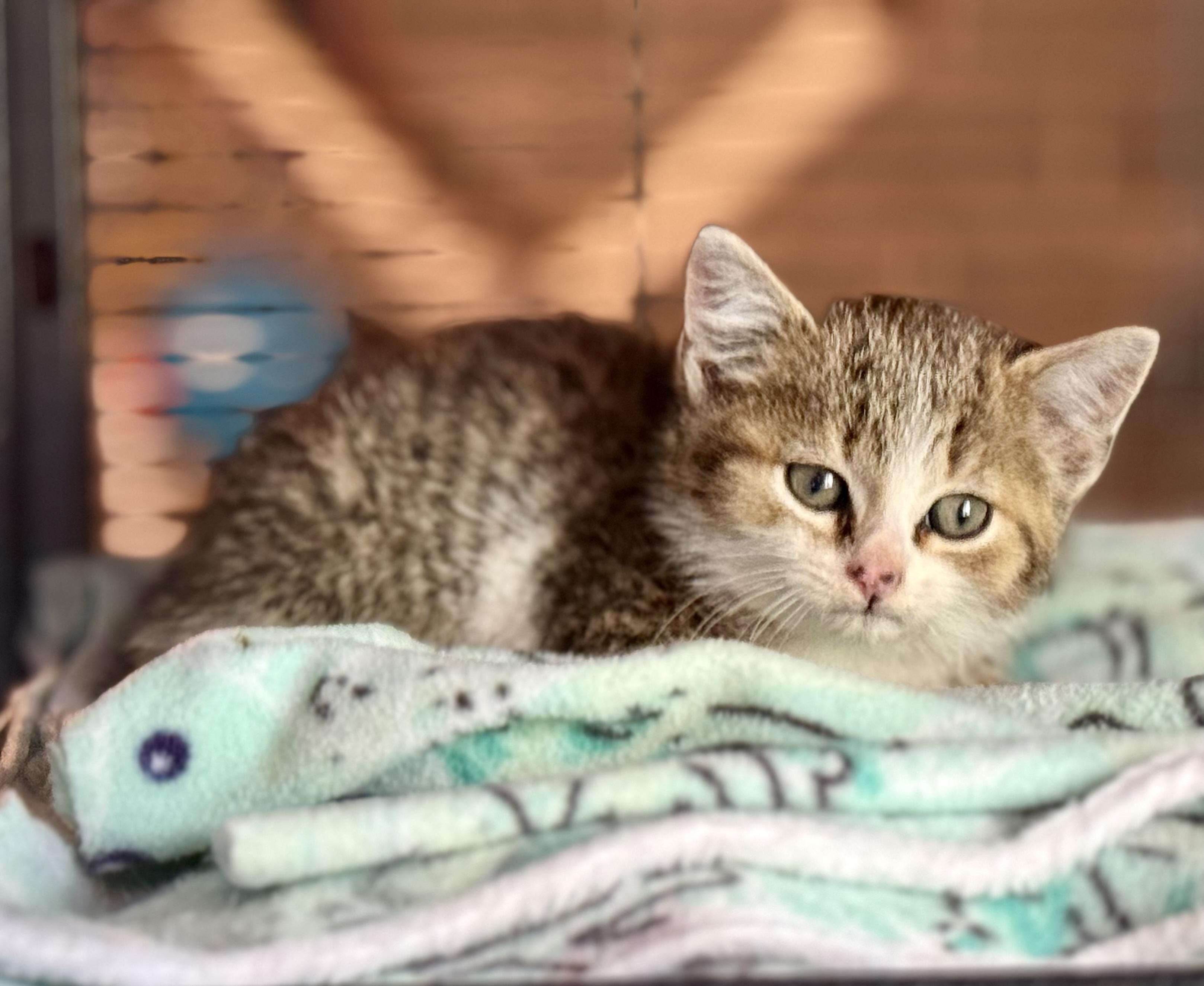 Yoda, a ADOPTABLE Tabby in Johnson City, TN image 2/4
