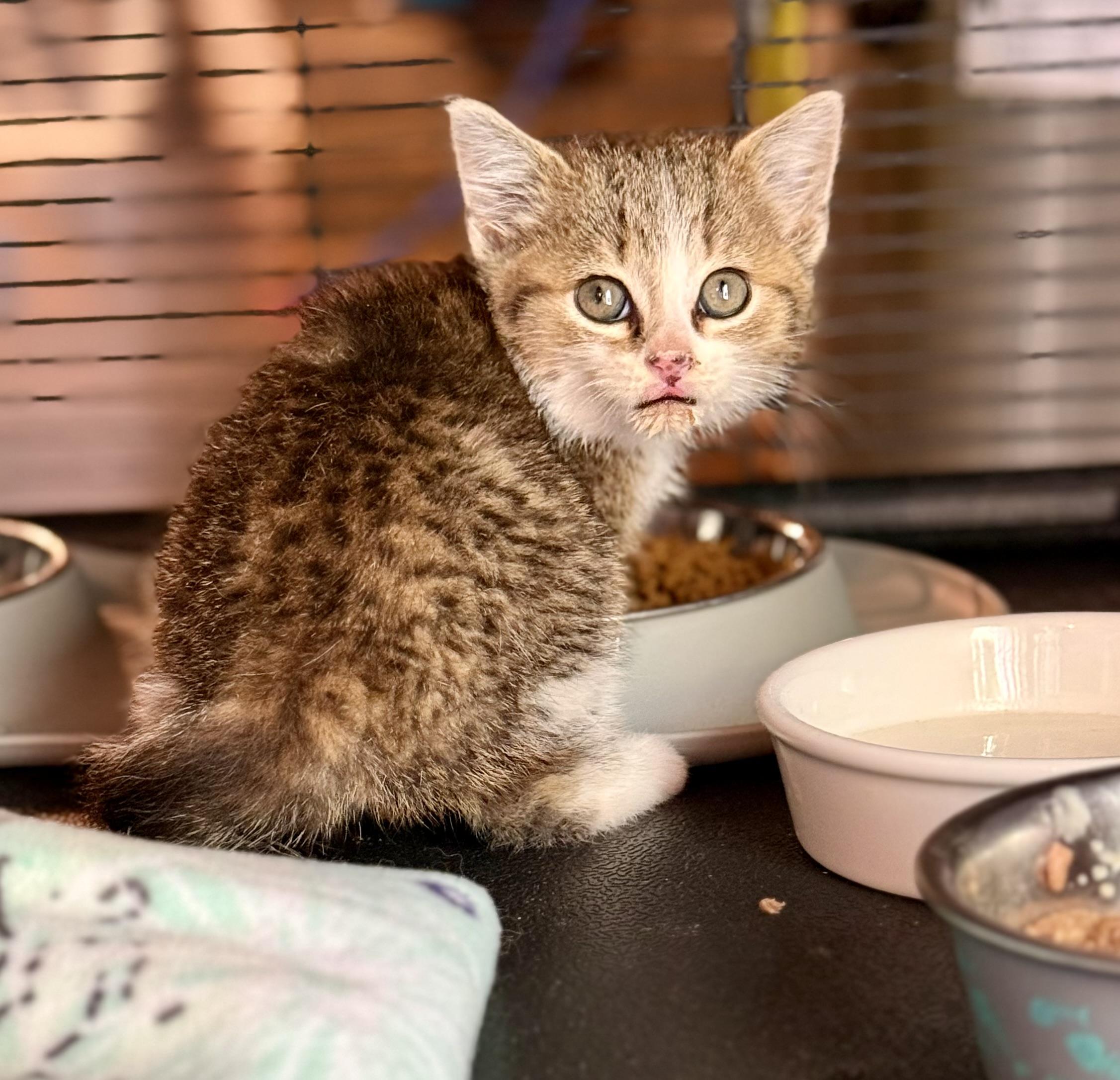 Yoda, a ADOPTABLE Tabby in Johnson City, TN image 1/4