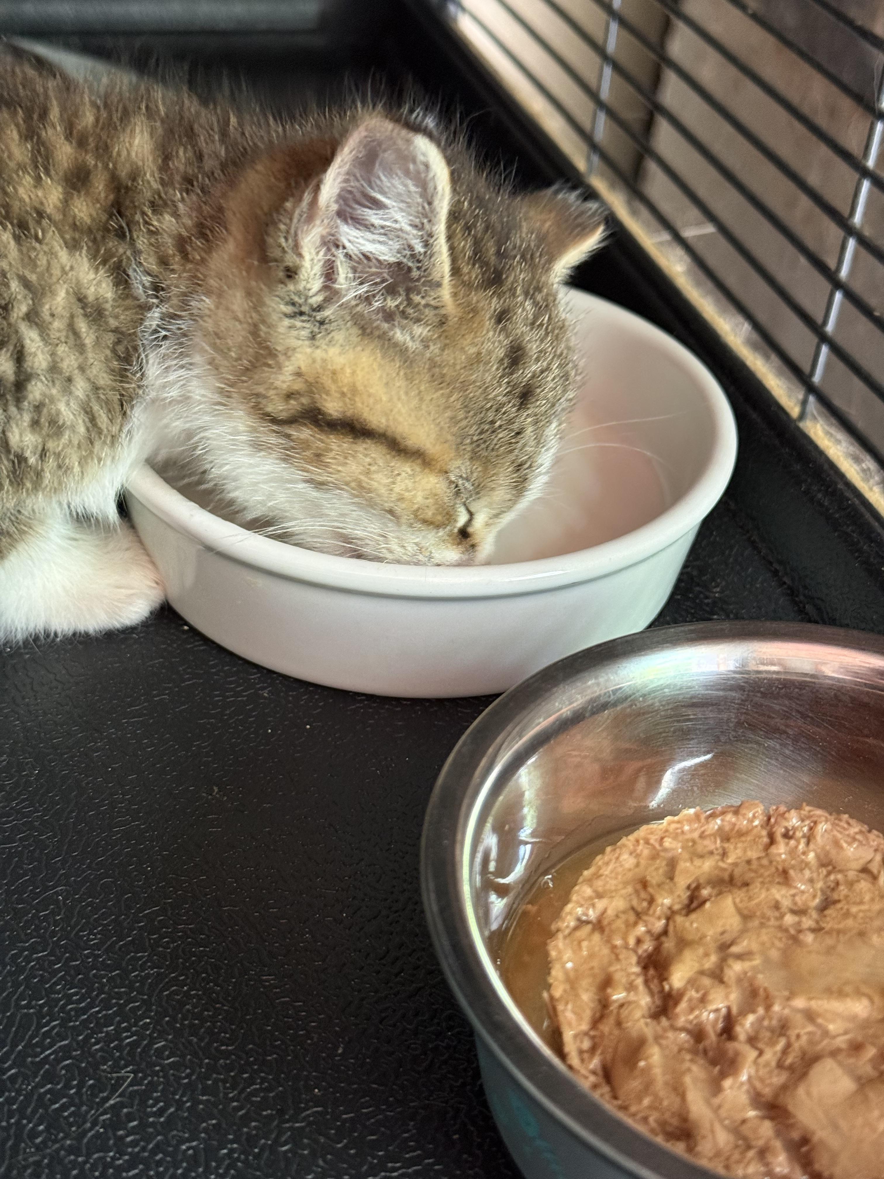 Yoda, a ADOPTABLE Tabby in Johnson City, TN image 4/4