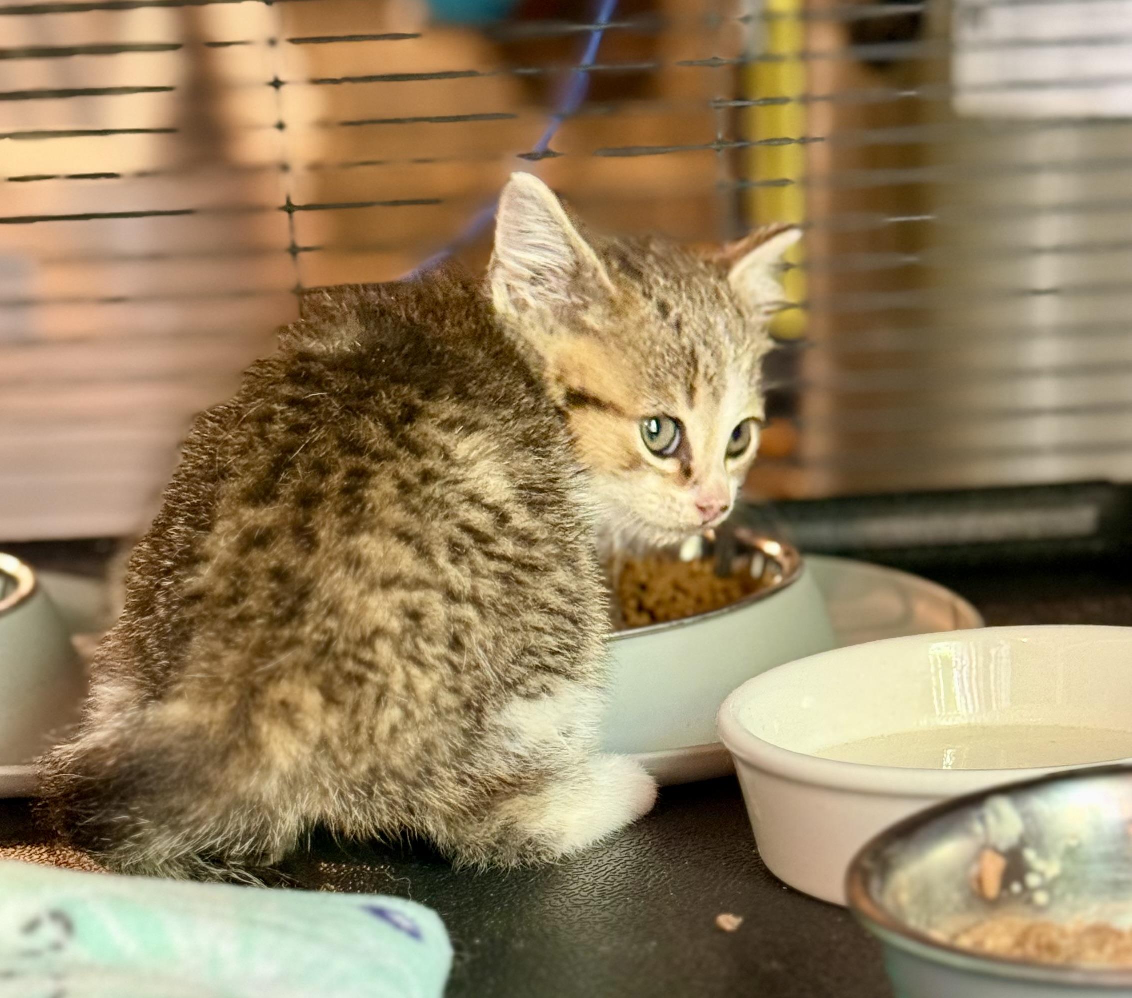 Yoda, a ADOPTABLE Tabby in Johnson City, TN image 3/4