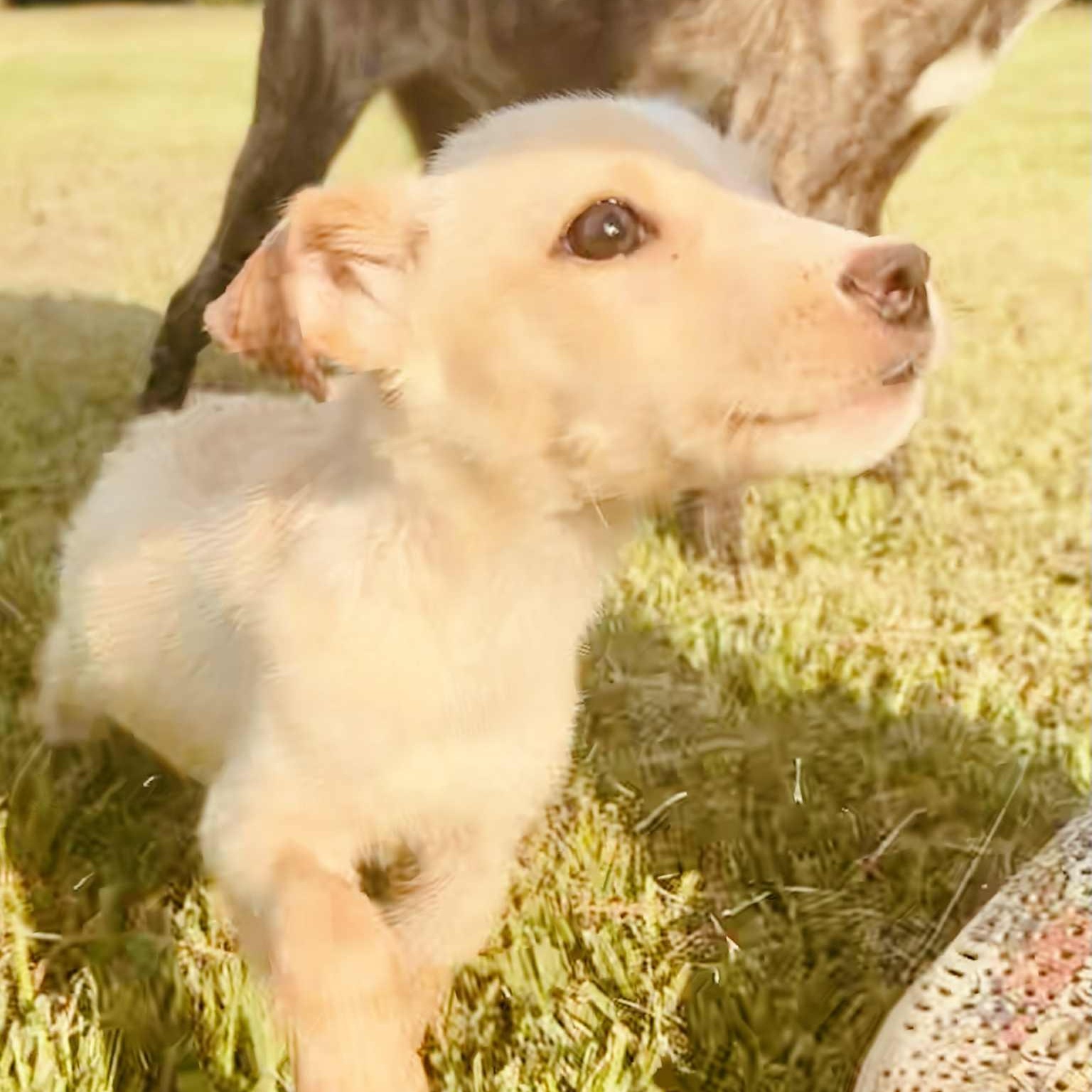 Enlarge Donald, a Hold mixed breed in East Glastonbury, CT image 2/5