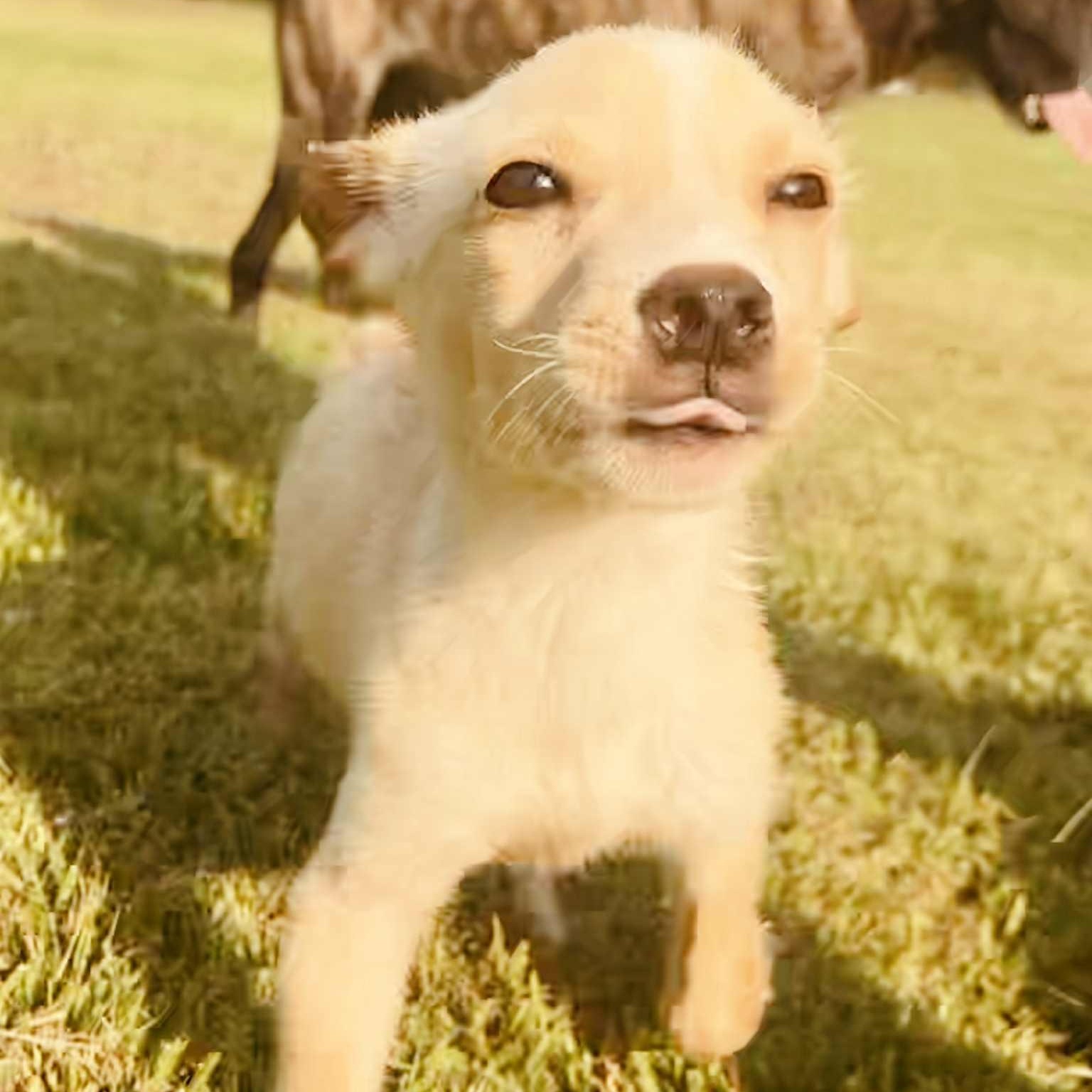 Enlarge Donald, a Hold mixed breed in East Glastonbury, CT image 1/5