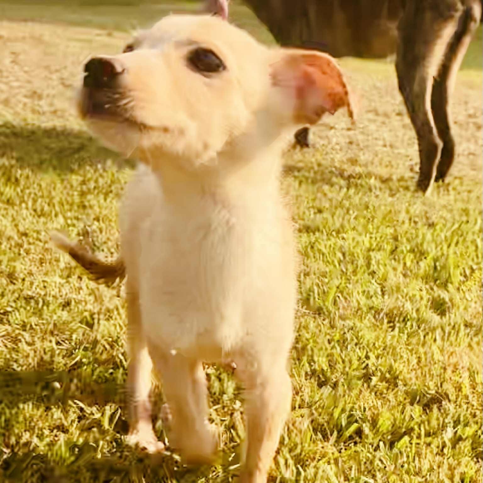Enlarge Donald, a Hold mixed breed in East Glastonbury, CT image 3/5