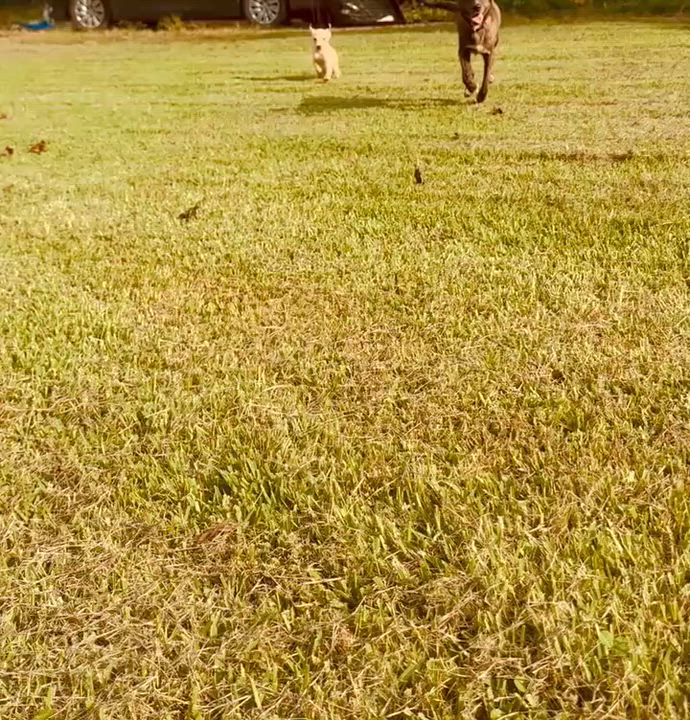 Enlarge Donald, a Hold mixed breed in East Glastonbury, CT video 5/5