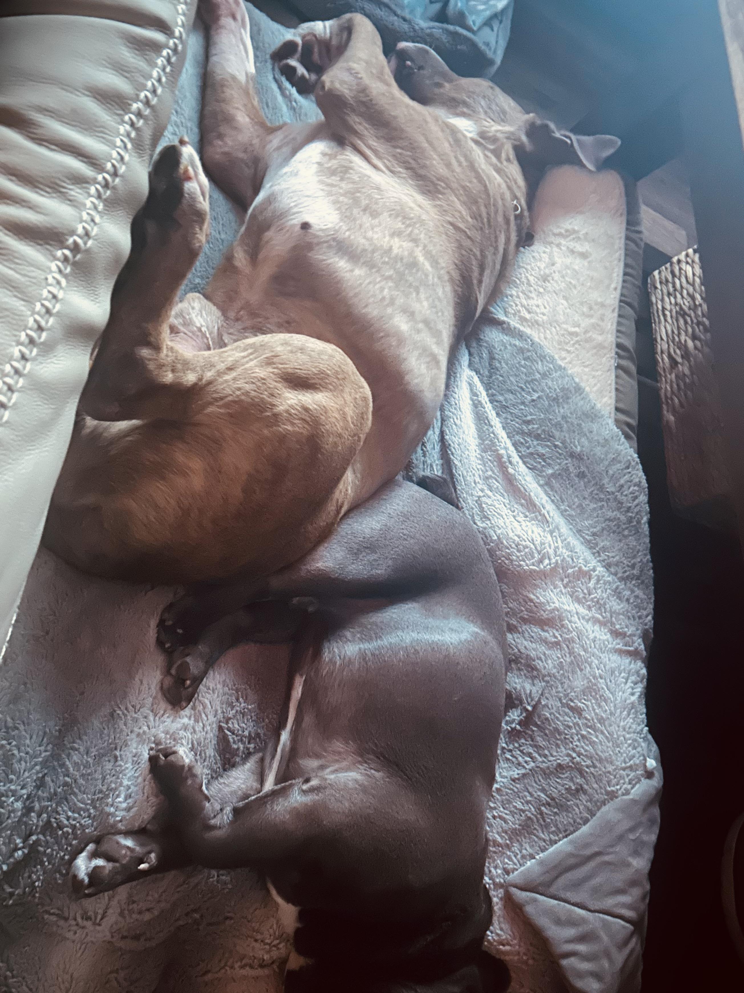 Enlarge Zazu, a Adoptable mixed breed in Olympia, WA image 5/6