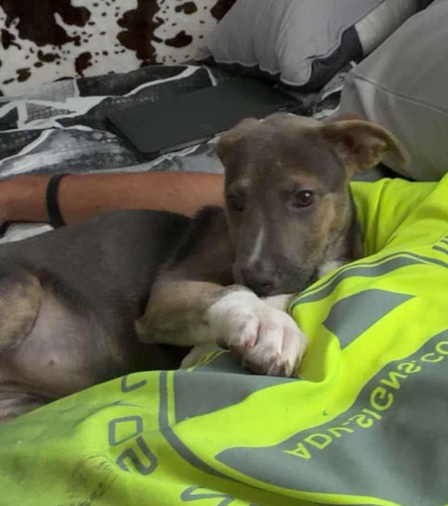 Mia, Adoptable, Puppy Female German Shepherd Dog.