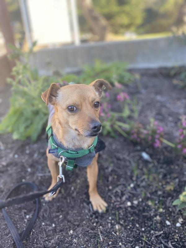 Enlarge Duke, a Adoptable mixed breed in Monterey, CA image 1/1