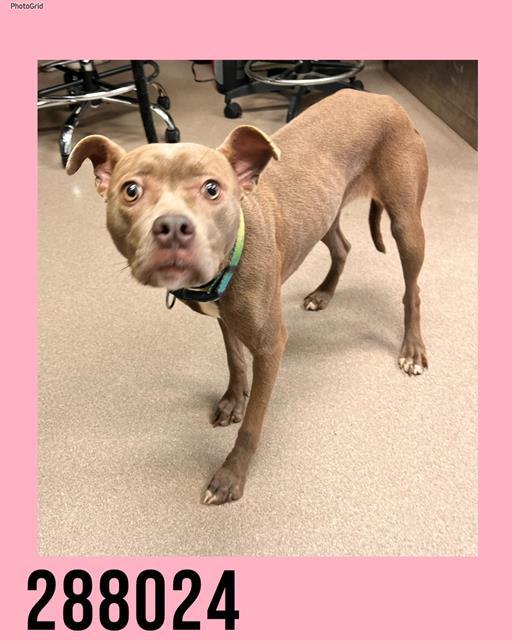 Enlarge CINDY, a Adoptable Mixed Breed in Macon, GA image 1/1