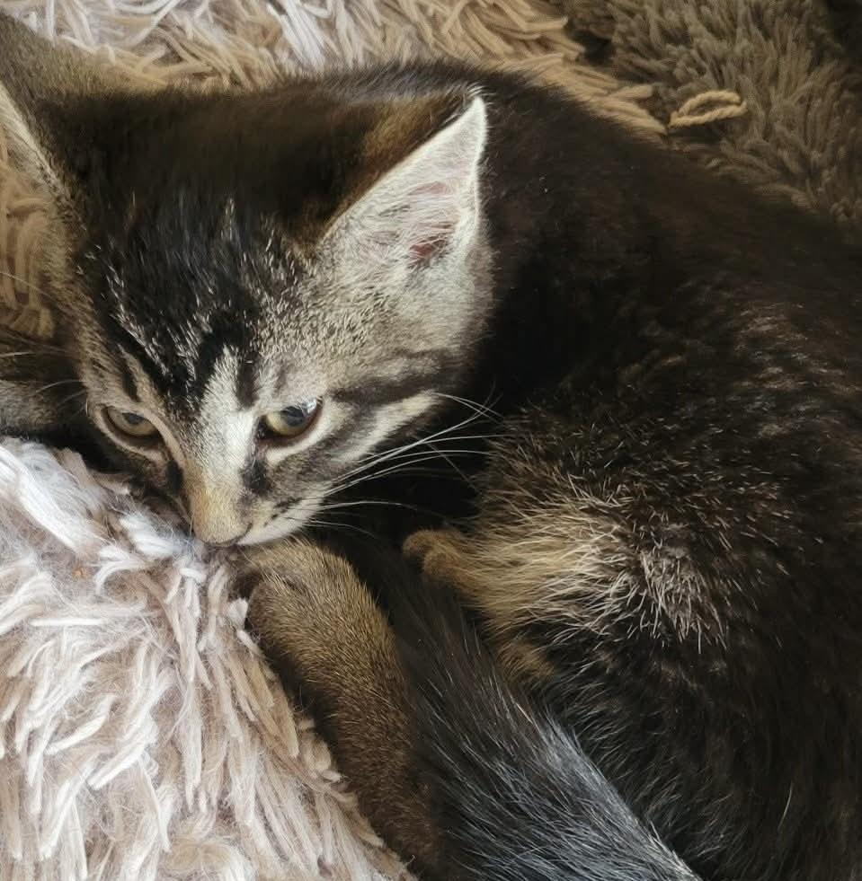 Enlarge Reebok, a Adoptable Domestic Short Hair in Eureka, CA image 2/4